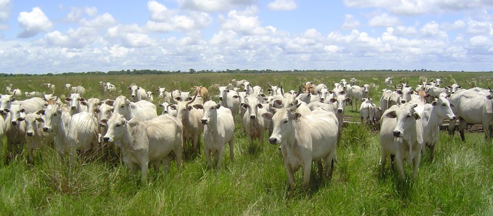 Experiencing the Pantanal wetlands, Brazil, 23 yrs old