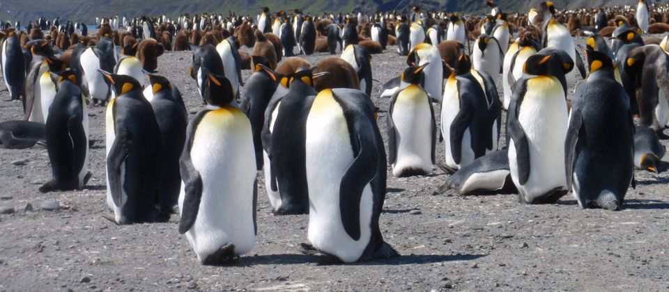 Working on cruise ship, visiting King Penguin rookery, South Georgia Islands, 28 yrs old