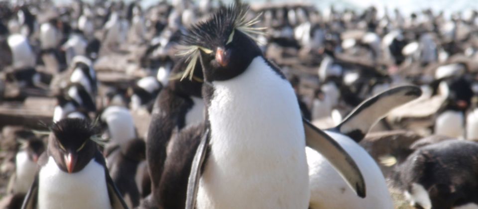 Working on Antarctic cruise ship. Rock hopper penguin, Falkland Island, 28 yrs old 